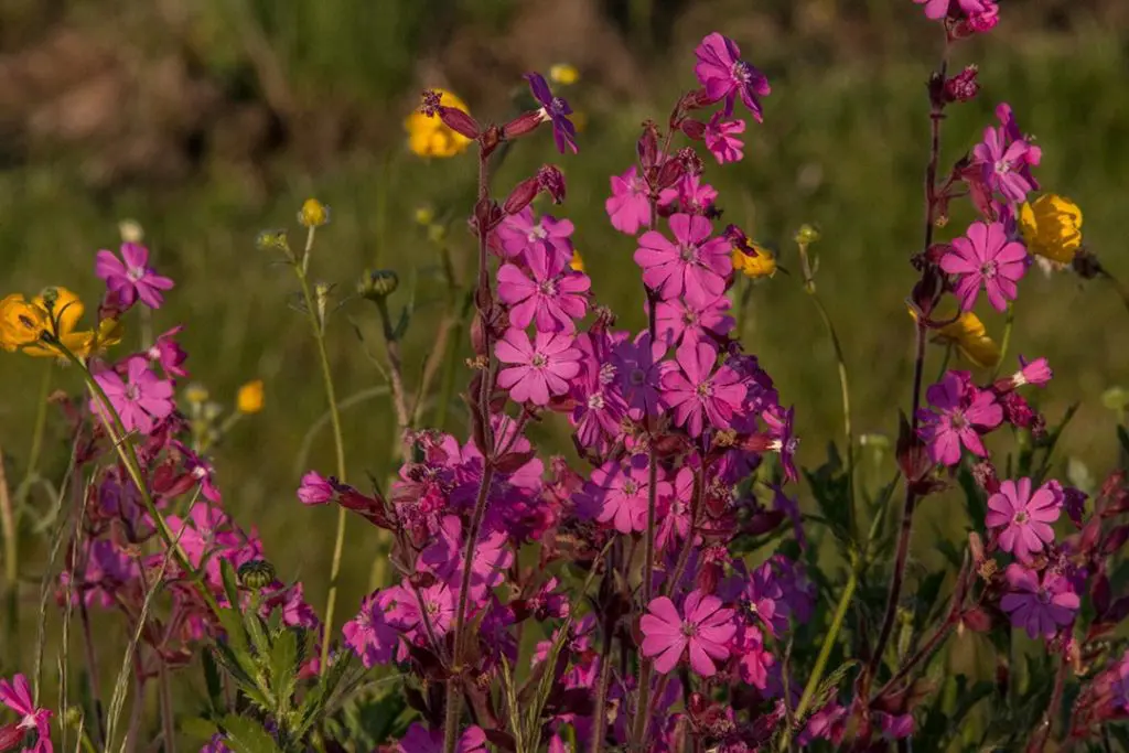 Red campion in flower