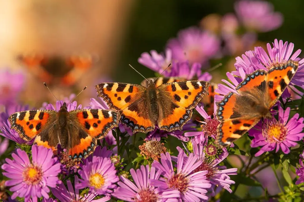 Small tortoiseshell butterflies