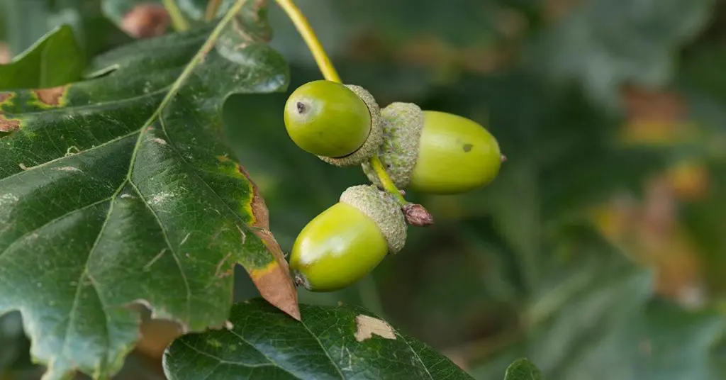 Acorns on an oak tree