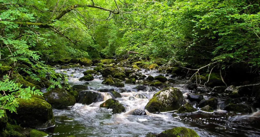 A river running through a woodland in summer