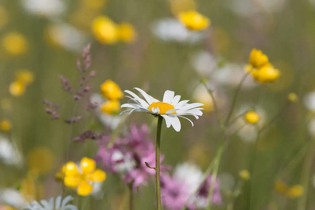 Meadow flowers