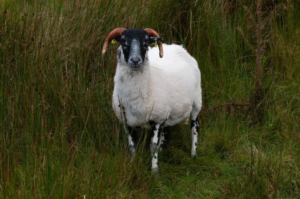 A sheep toughing it out at the Mamore Gap