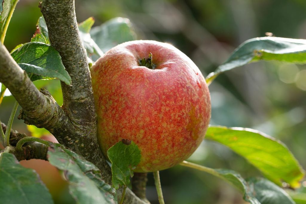 A ripe apple on the tree