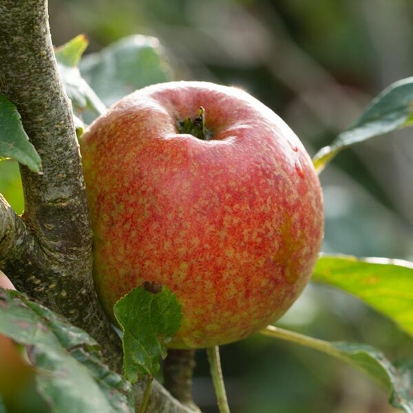 A ripe apple on the tree