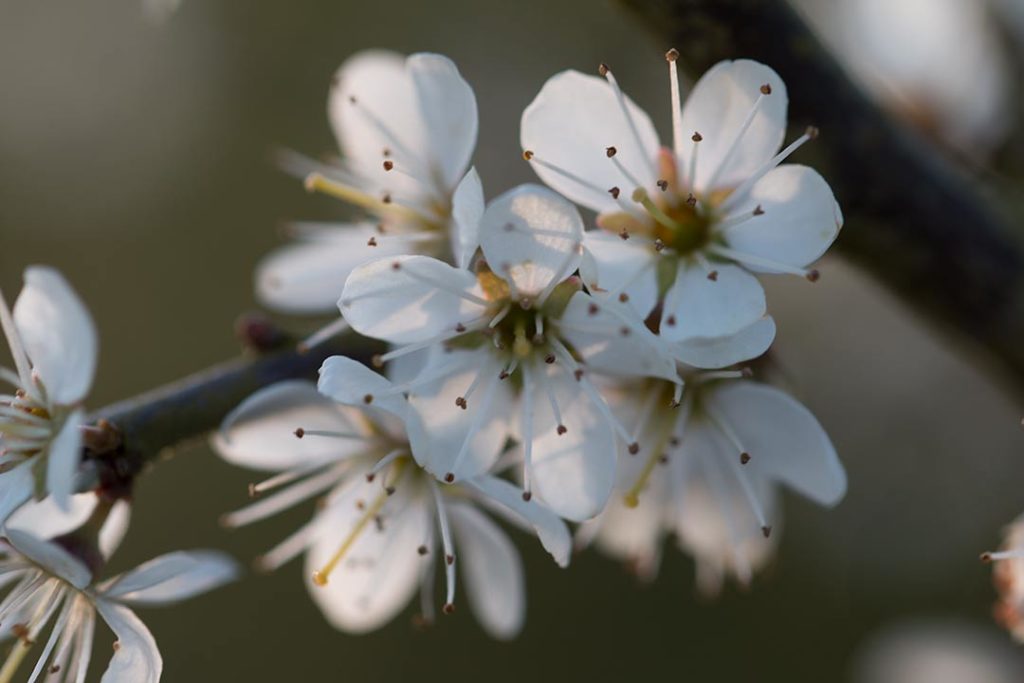 Blackthorn flowers