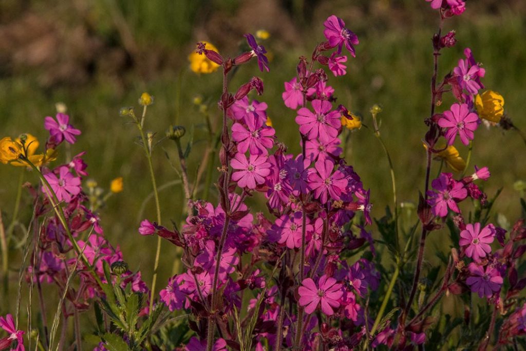 Red campion in flower