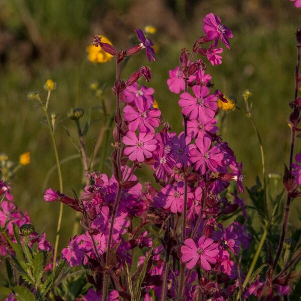 Red campion in flower