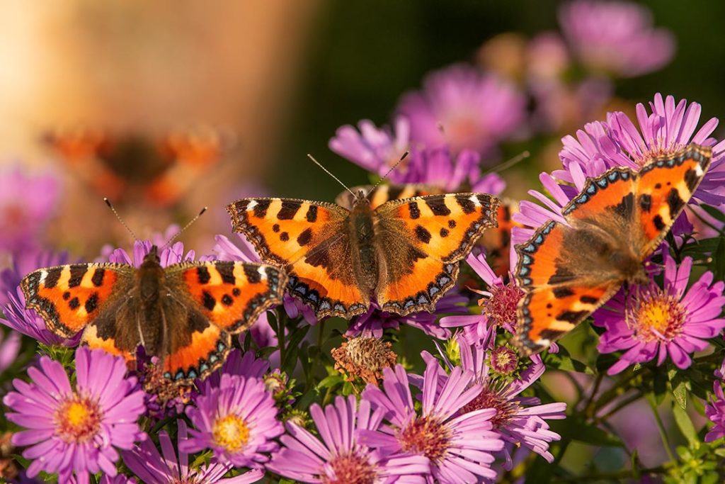 Small tortoiseshell butterflies
