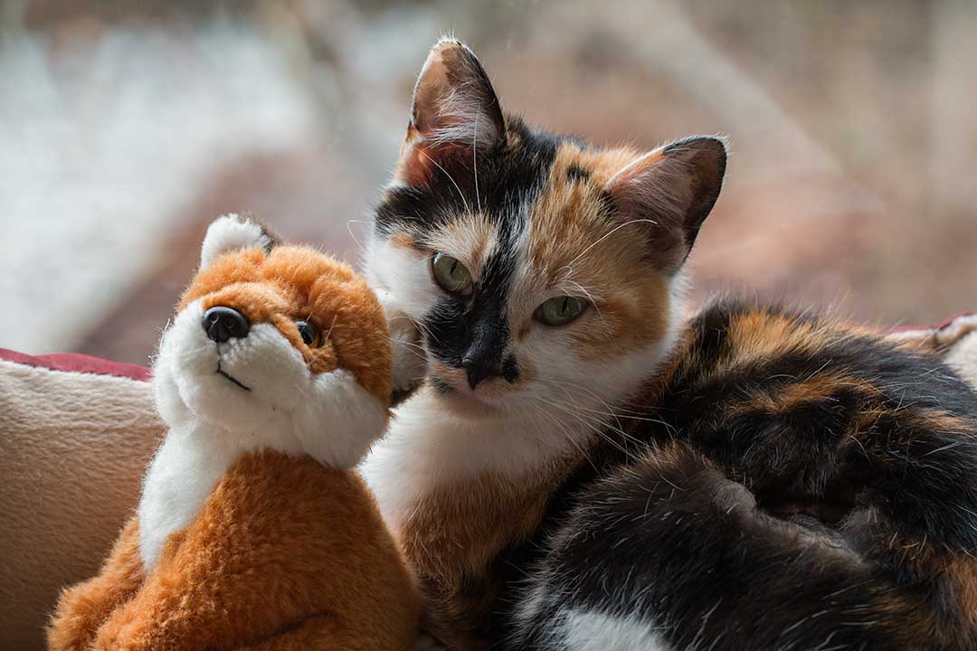 A cat with a cuddly toy