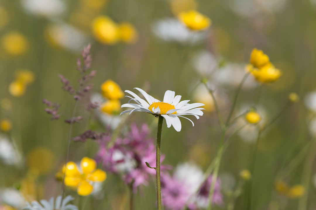 Meadow flowers
