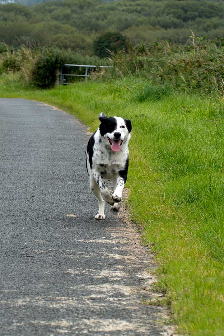 A black and white dog running