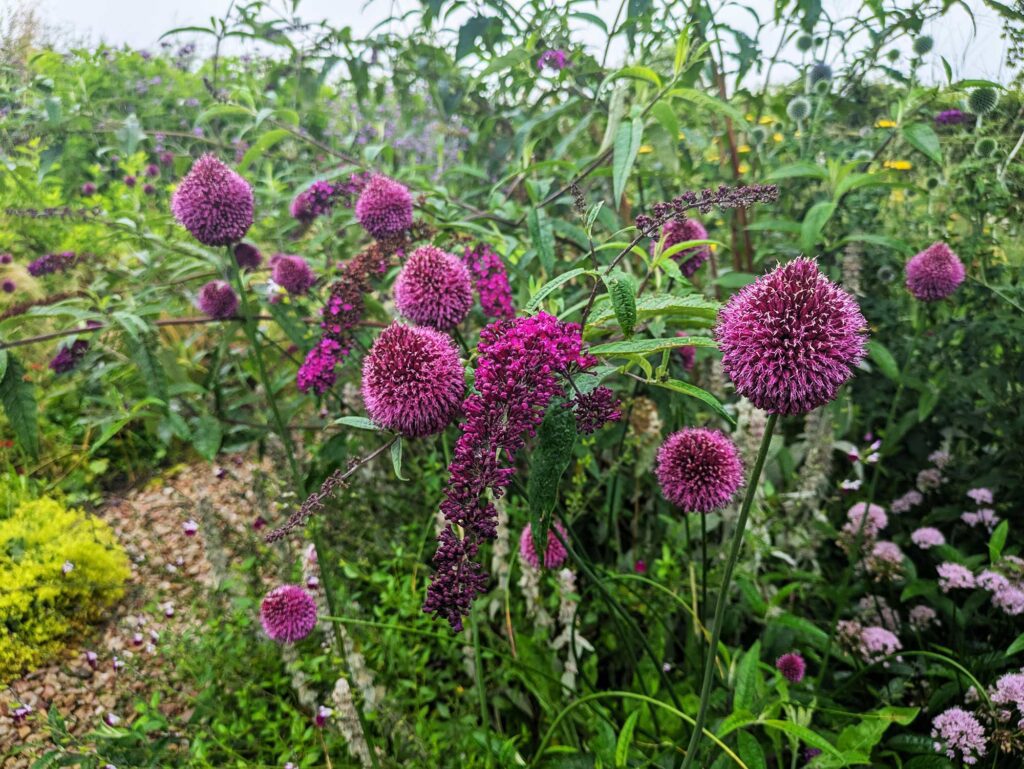 Purple flowers in an abundant summer garden